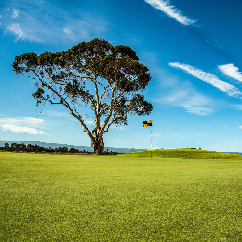 Bentgrass For Golf- Seed Growing Time