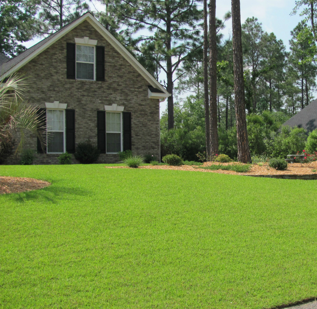 Centipede Grass 