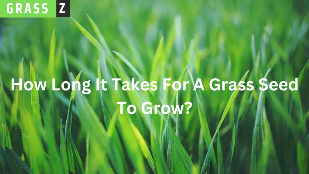 How Long Does It Take For A Grass Seed To Grow?