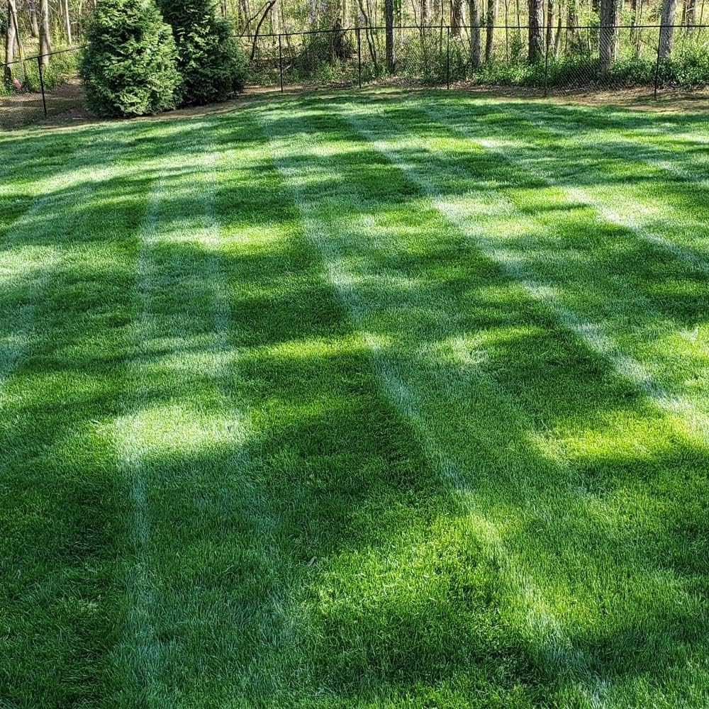 Outsidepride Midnight Kentucky Bluegrass Cool Season Fine, Soft Textured Lawn