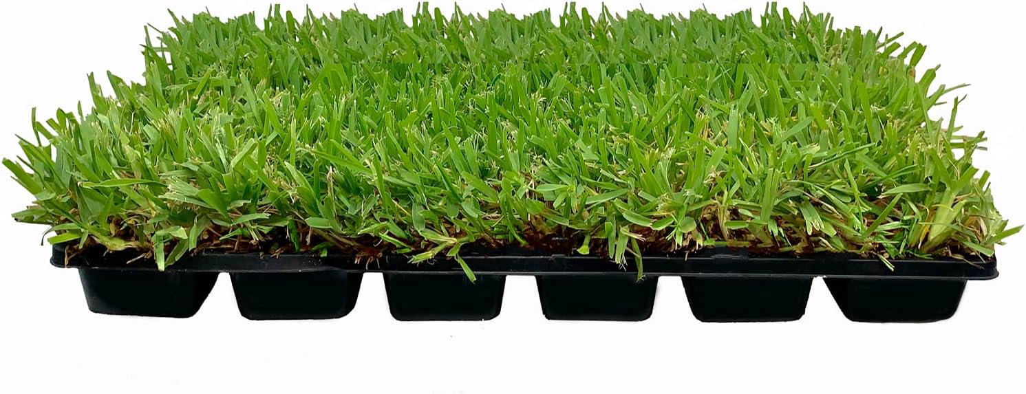 St. Augustine Palmetto | 36 Live Extra Large Grass Plugs