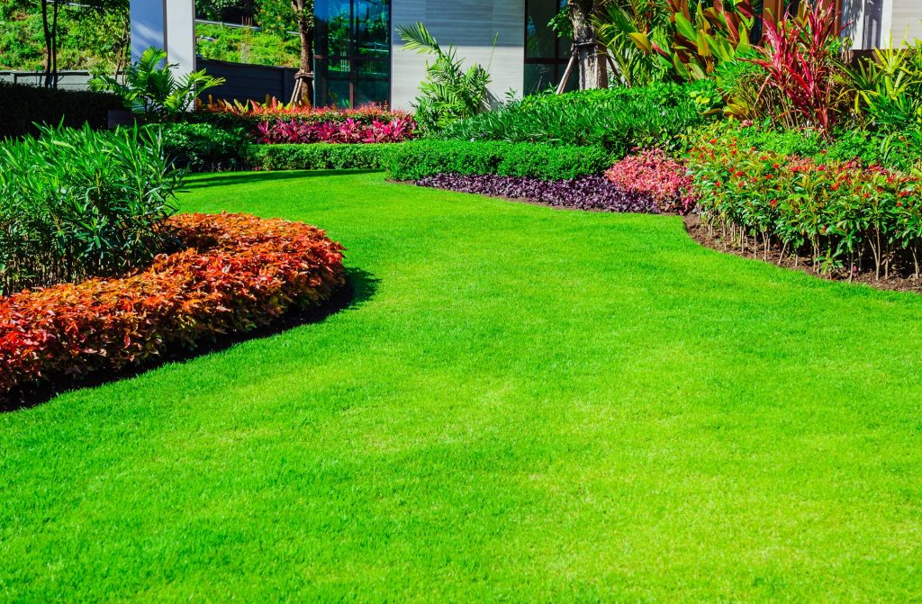 Zoysia grass Lawn