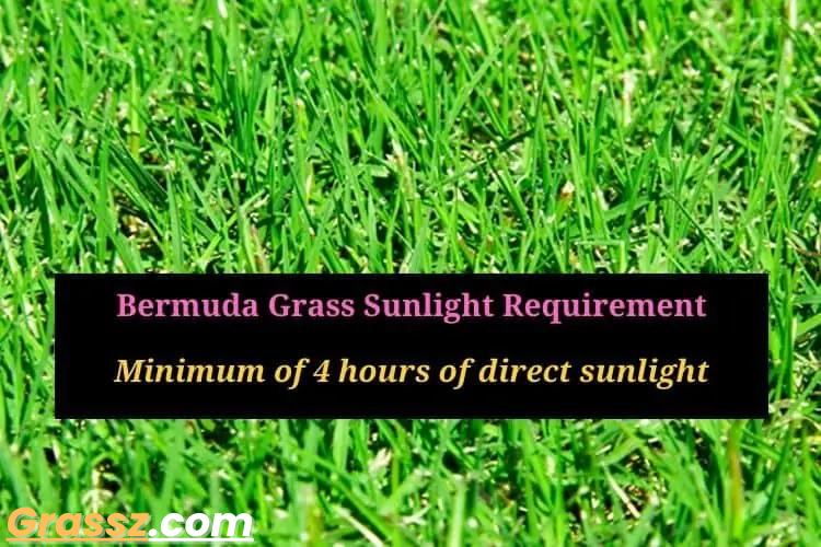 Does Bermuda Grass Grow in Shade?