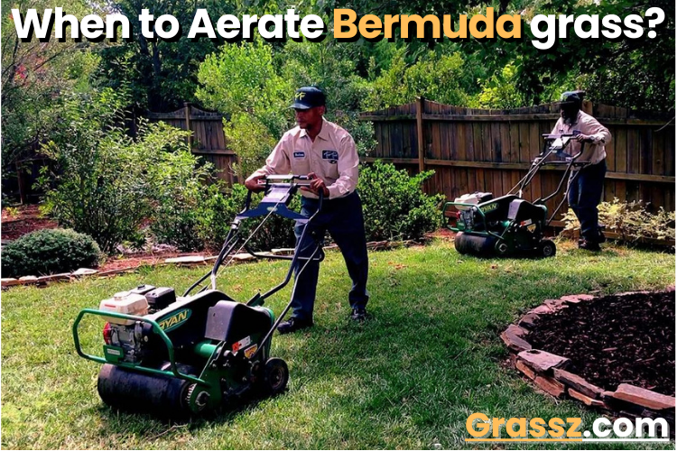 When to Aerate Bermuda Grass?