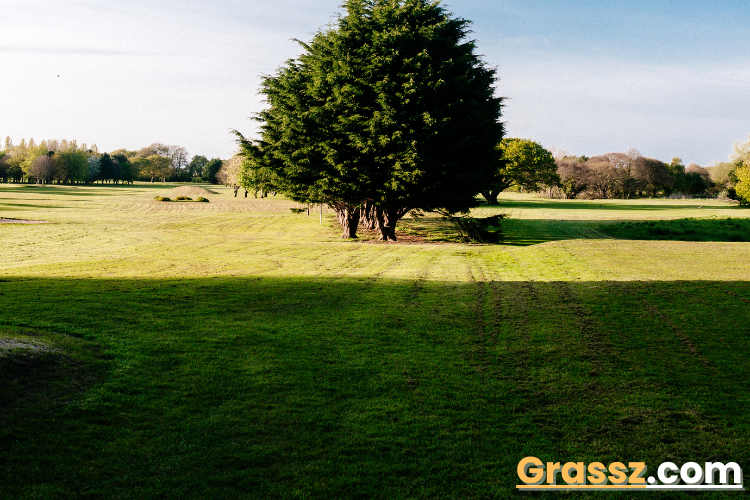 Does Bermuda Grass Grow in Shade?