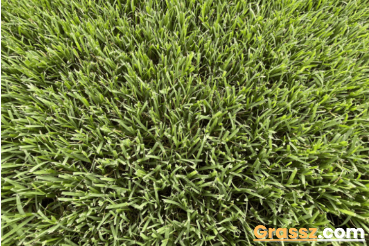 When does Bermuda grass turn back green?