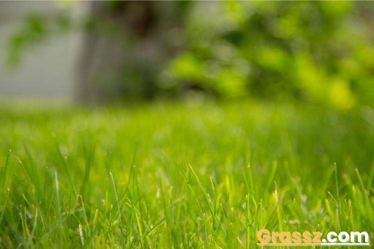 When does Bermuda grass turn back green?