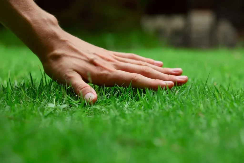 Best Fertilizers for Bermuda grass