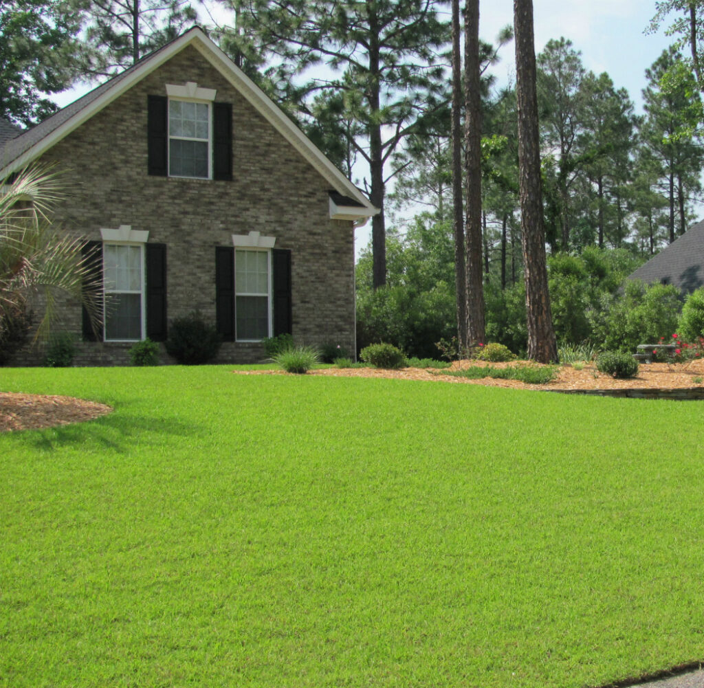 Centipede Grass Growing Time For The Seed