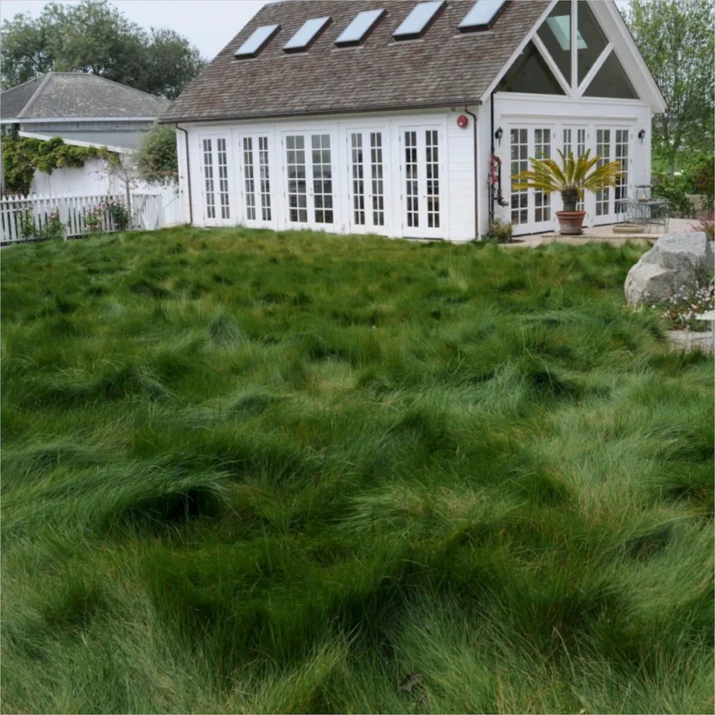 Festuca rubra Seed Growing Time