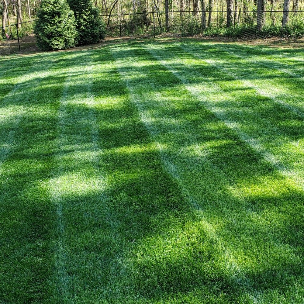 Kentucky Blue Grass Growing Time