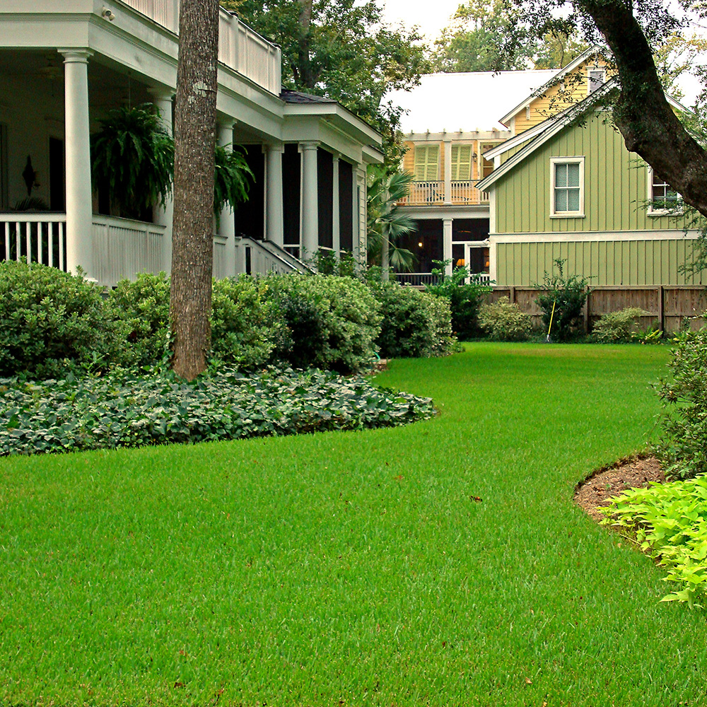 St. Augustine grass Seed Growing Time