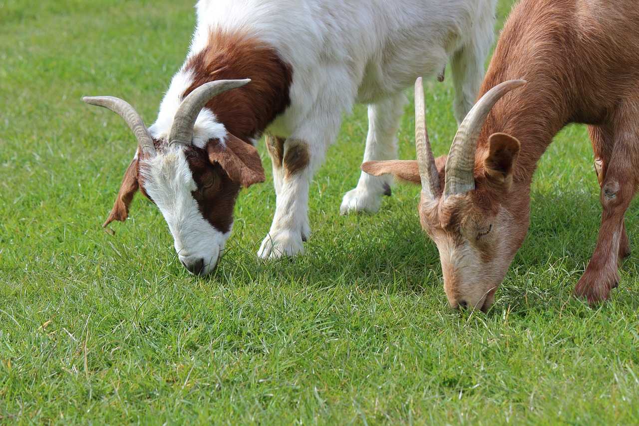 Hiring a Grazing Service