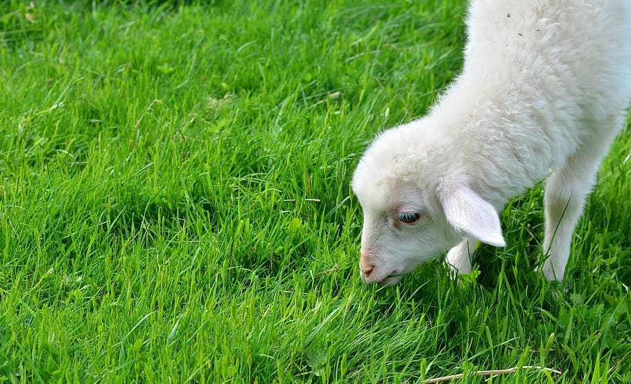 Cutting Grasses With Animals: