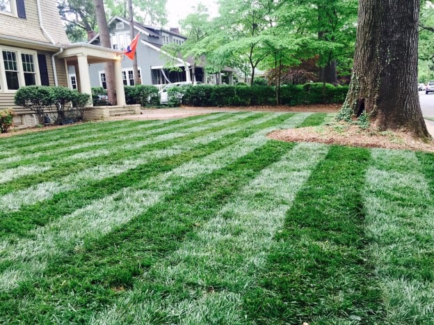 Tall Fescue Grass Growing Time