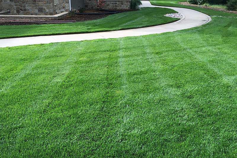 Best Kentucky Bluegrass Seeds