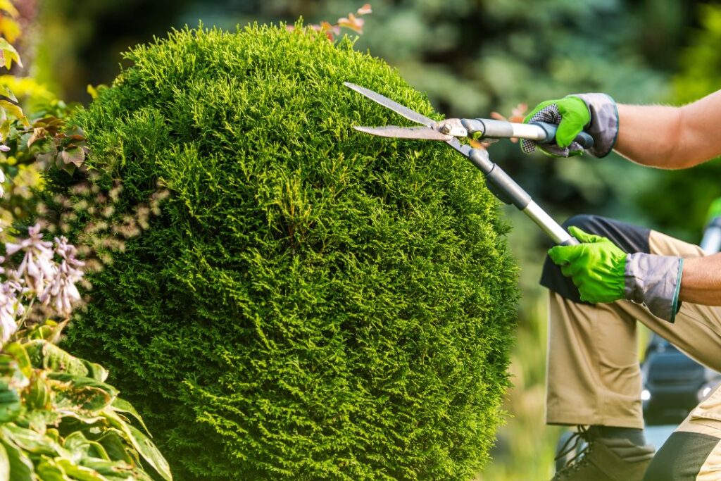 Tree Trimming for Lawn