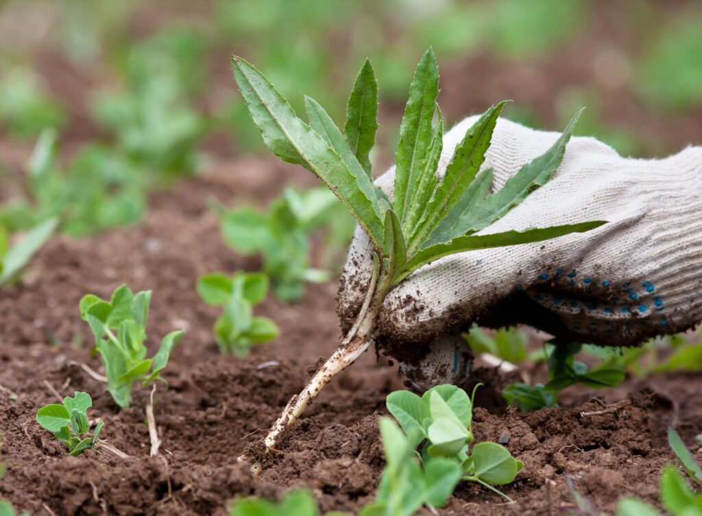 Lawn Weeding