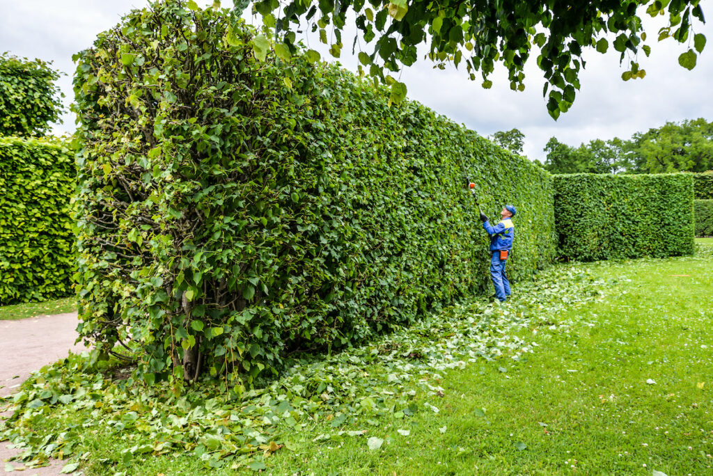 Hedge Trimming for Lawns