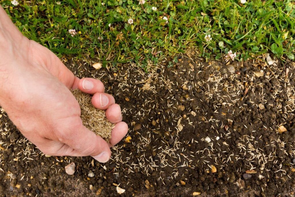 Seeding a Lawn