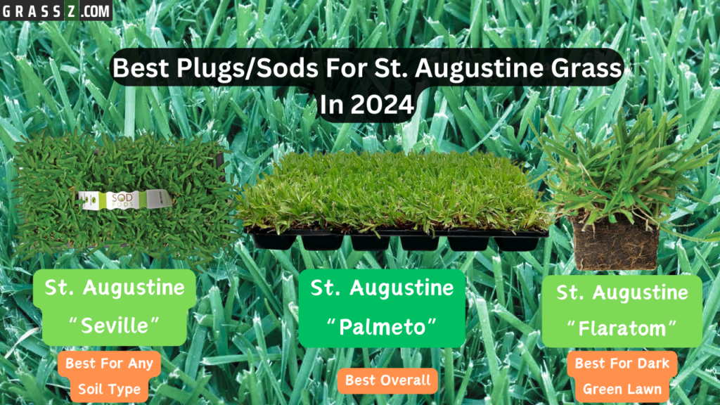 Best Plugs For St. Augustine Grass To Buy