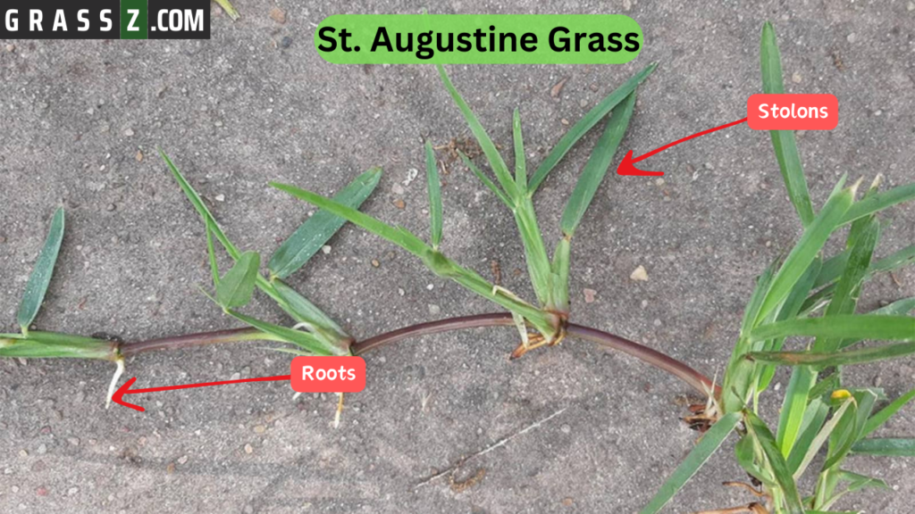 St Augustine Grass Stolons and Roots Explained