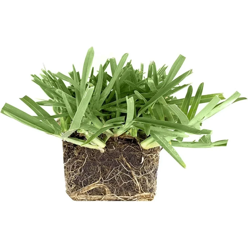 St. Augustine 'Floratam' 3 Inch Sod Plugs - 54 Extra