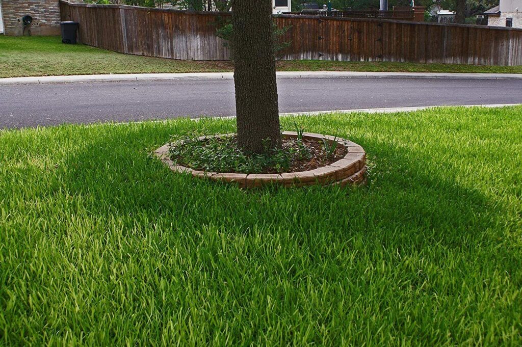 Seed Ranch St Augustine Floratam Grass Plugs