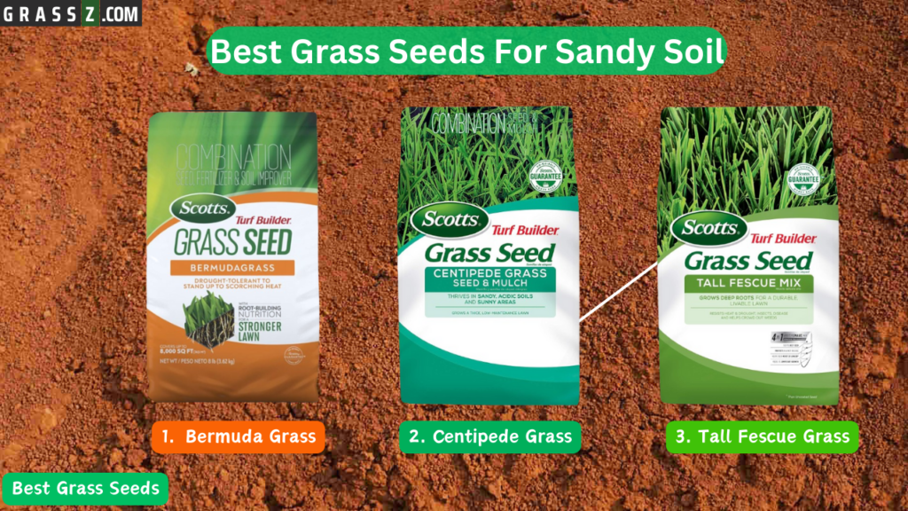 Best Grass Seed To Consider For Sandy Soils