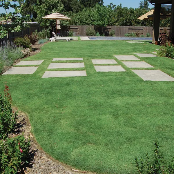 Buffalo grass Lawn