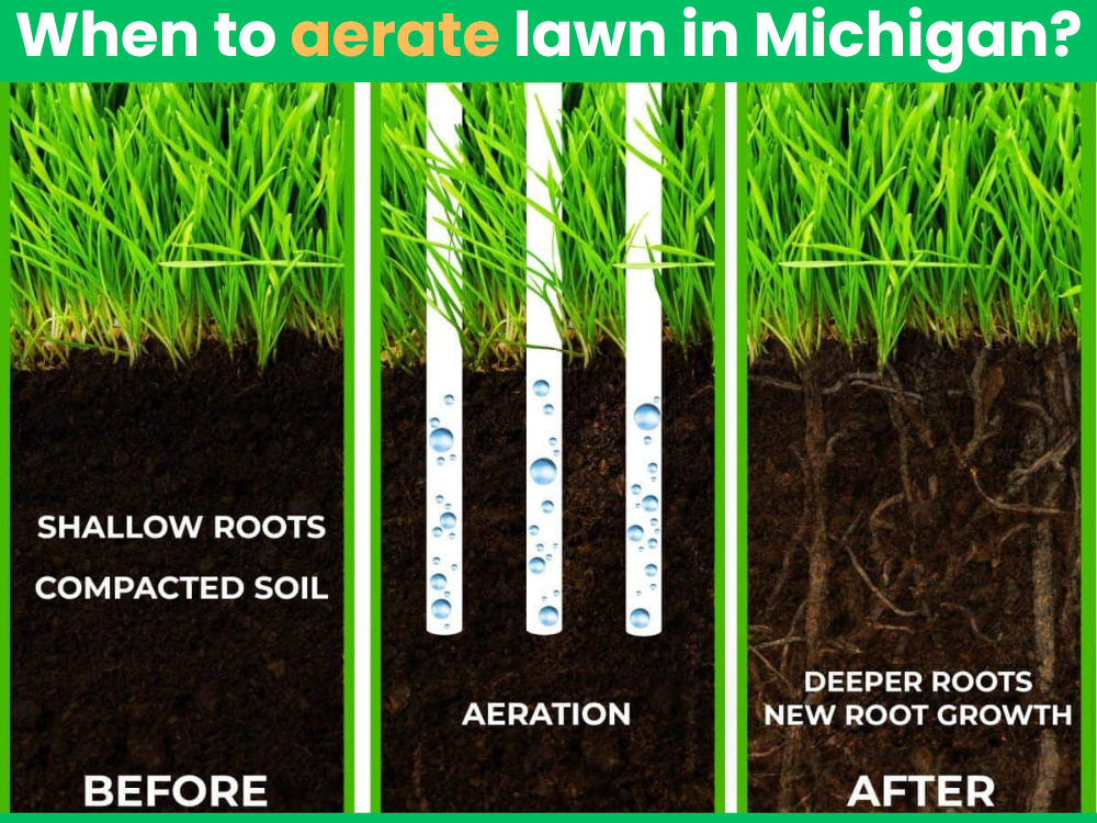 When to Aerate Your Lawn in Michigan?