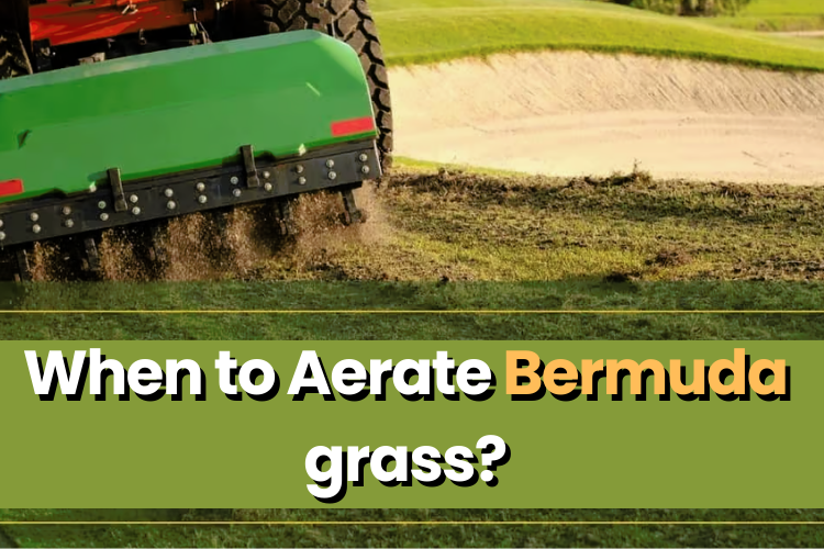 When to Aerate Bermuda Grass?