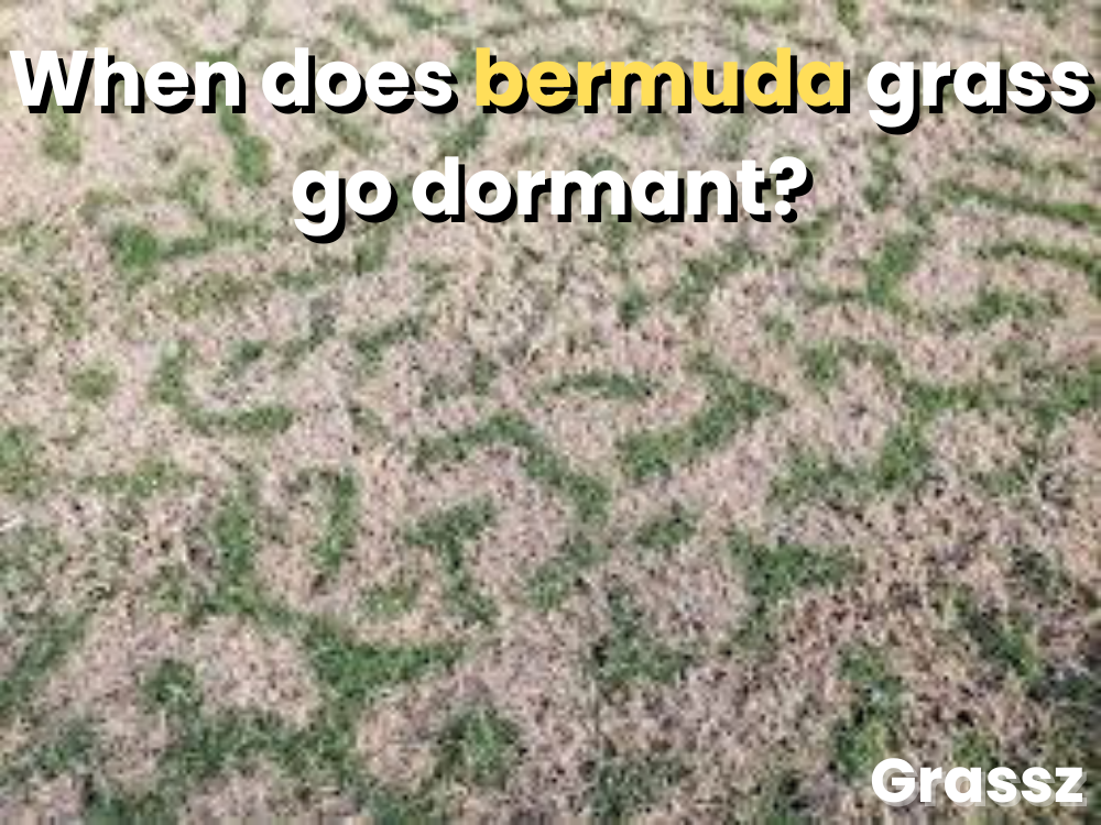 When Does Bermuda Grass Go Dormant?