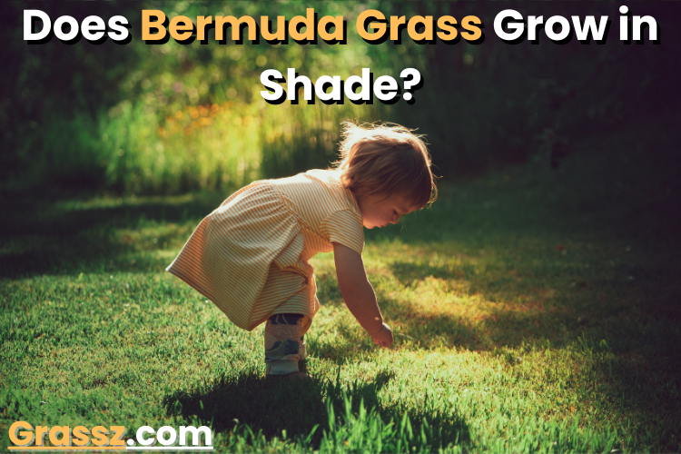 Does Bermuda Grass Grow in Shade?