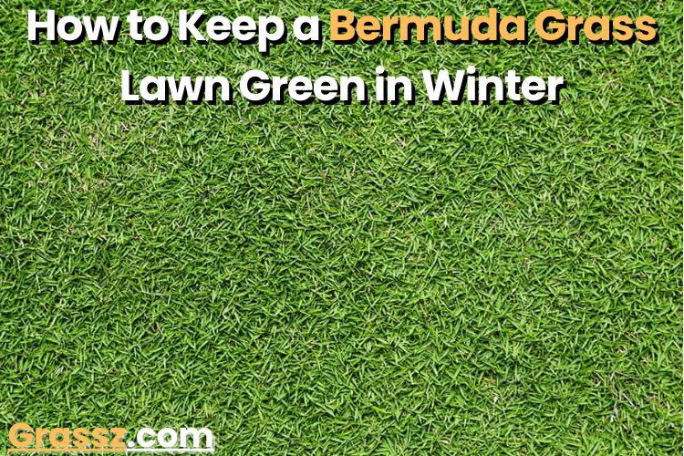 When does Bermuda grass turn back green?