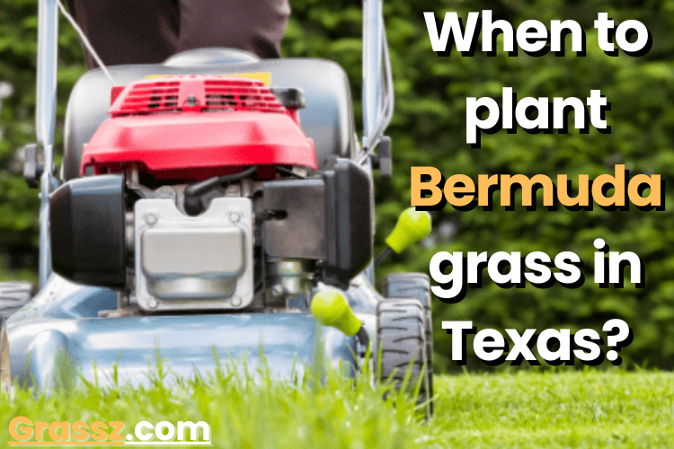 When to plant Bermuda grass in Texas?