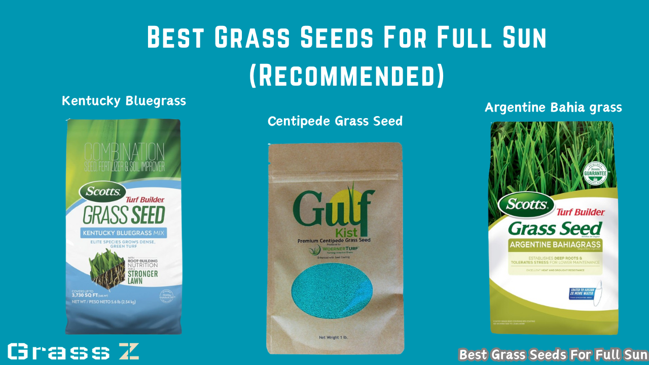 Best Grass Seed For Full Sun 2024