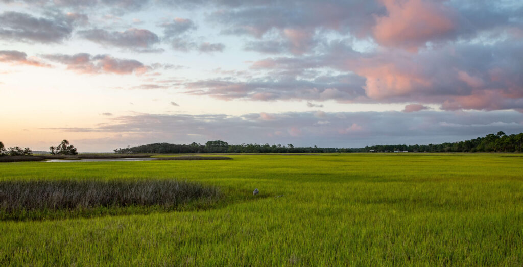 Which Grass Is Best For Florida?